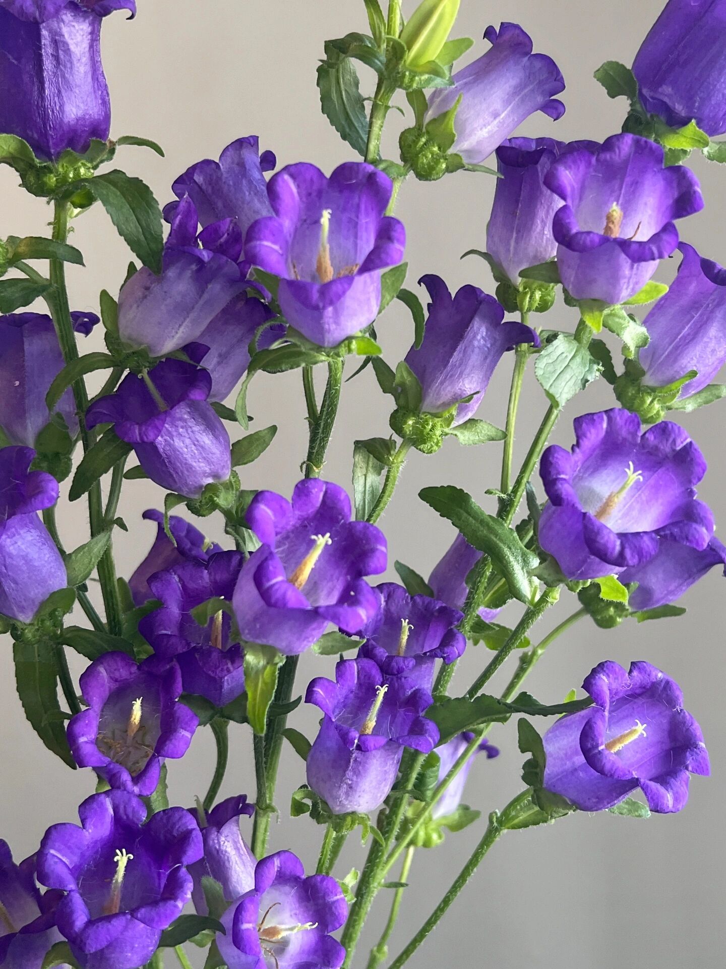 风铃草花型花头周正硕大 花期长易养实在太喜欢了 花头实际