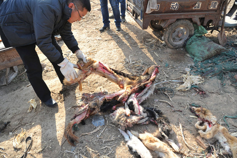 12月04日,被剥下来的狗皮. 刘江/cfp