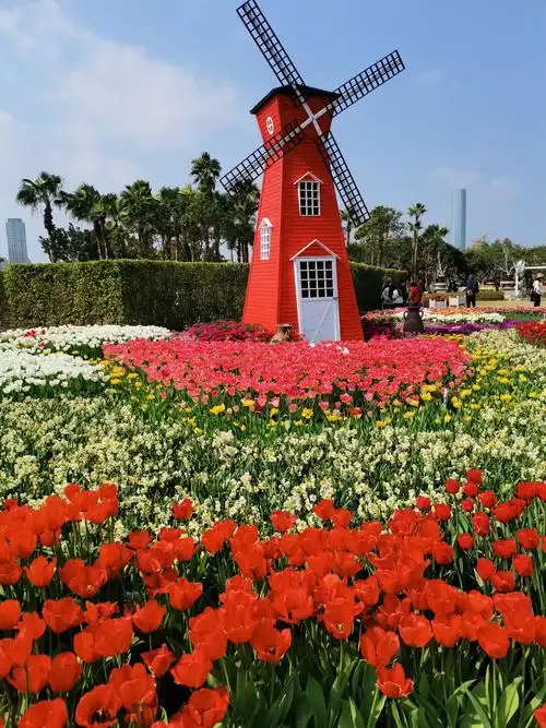 厦门市园博苑郁金香花展.