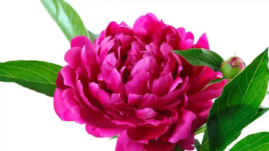 心理测试:凭感觉选一朵牡丹花,测春节前你会好事临门