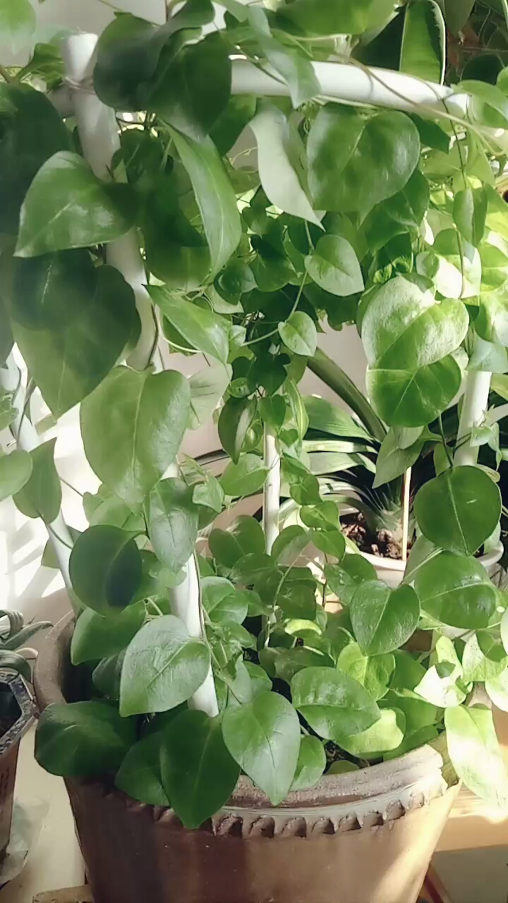 全民小助手 麻麻种在盆里的云南白药,长得壮壮的.