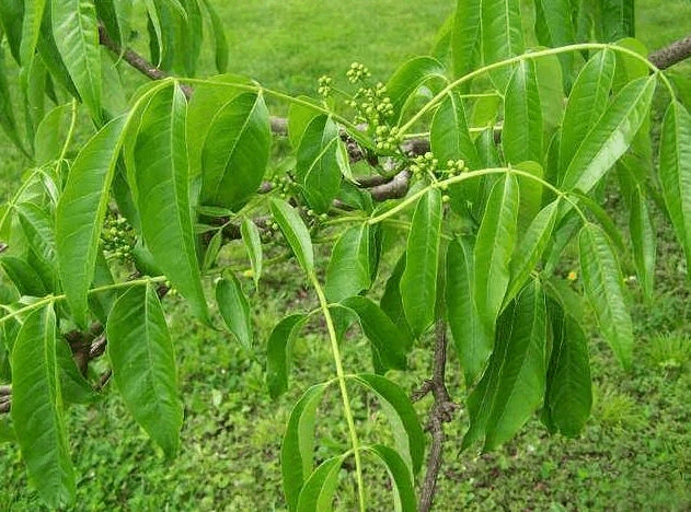 每周一药之黄柏