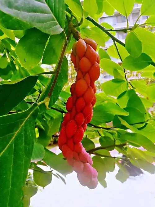 秋天,玉兰花的果实