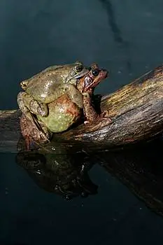 水蛙图片素材_水蛙图片素材大全_水蛙素材大全