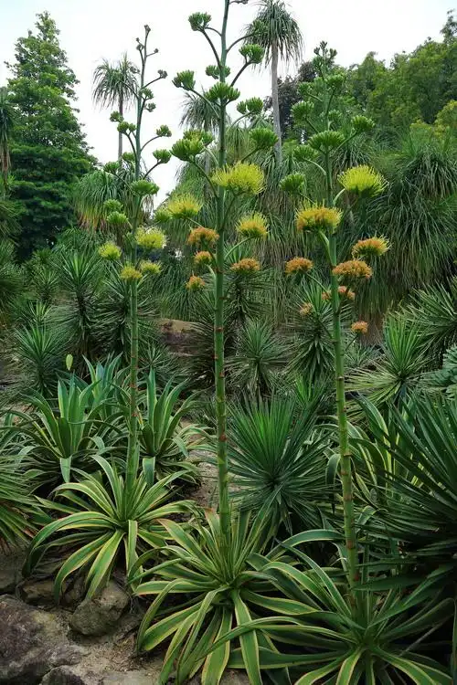 金边礼美龙舌兰(花葶)