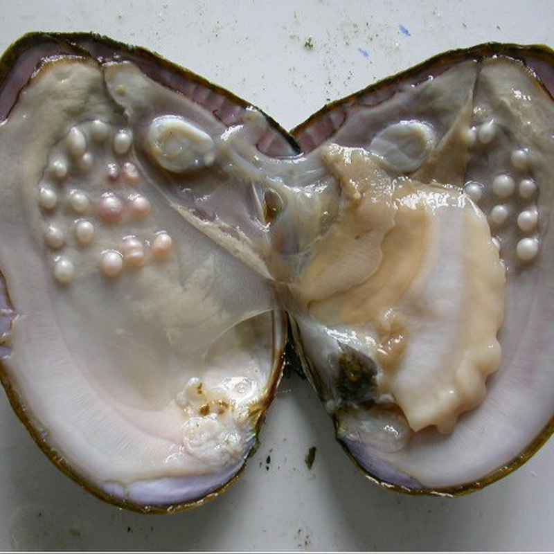 天然珍珠河蚌鲜活蚌养殖珍珠大中小蚌三角帆蚌大量批发