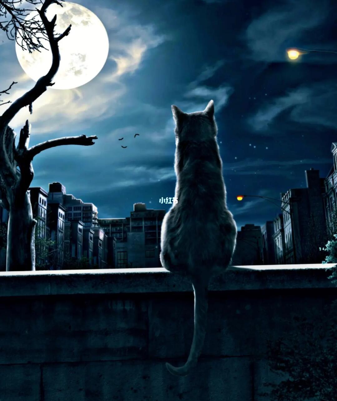 夜晚孤独的背影白天是你是emo了吗