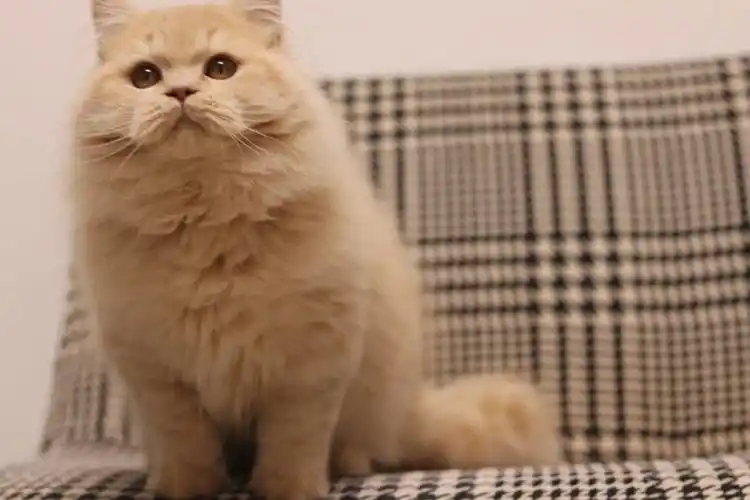 英短稀有色  #英短肉桂色  #英短小鹿色  纯乳色英长毛弟弟 携带小鹿