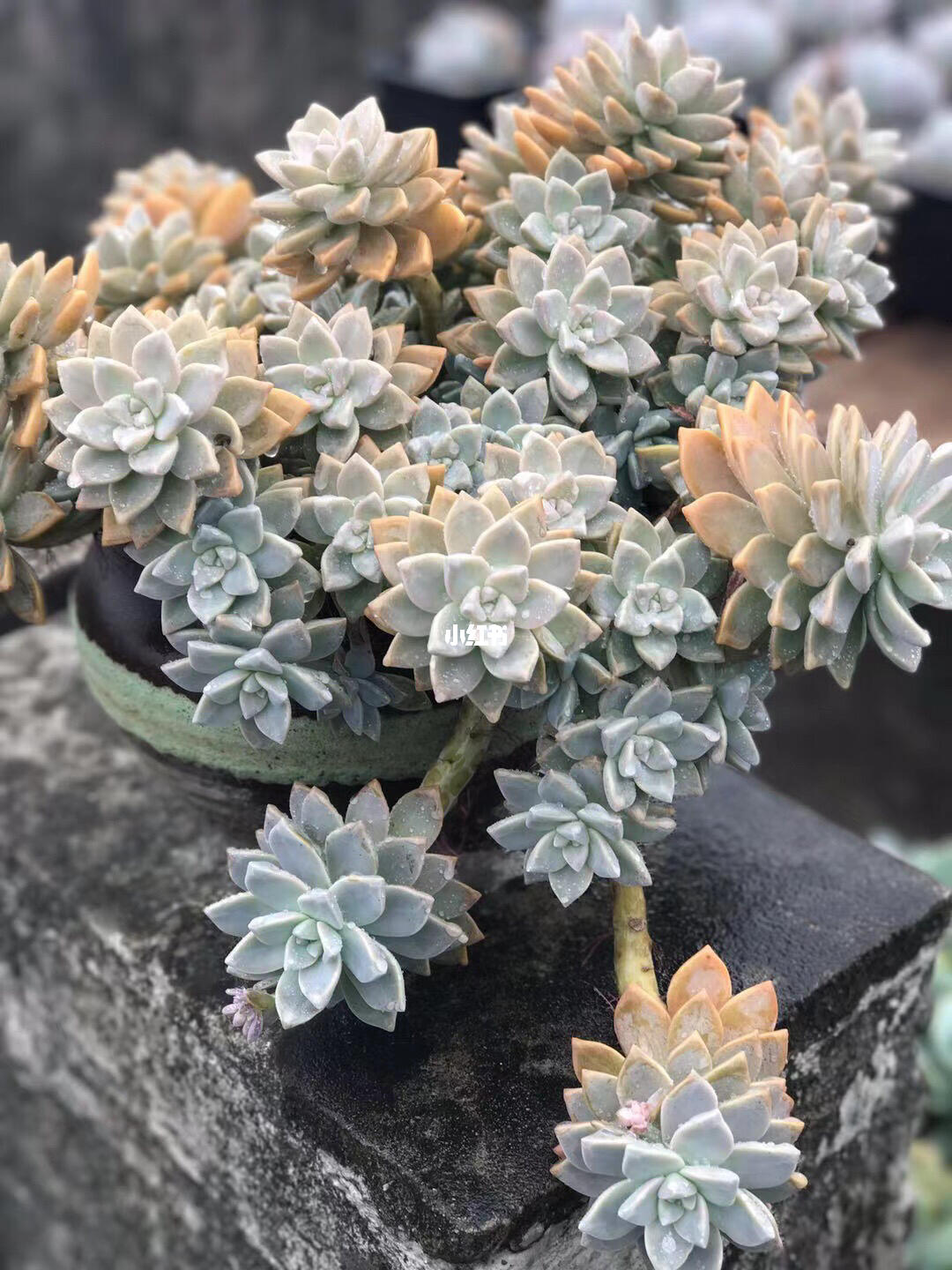 淡雪紫雾与韩彩莲的区别