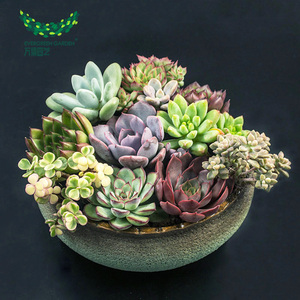 多肉组合盆栽 多肉植物拼盘 绿植盆栽花卉 微景观盆景 满包邮