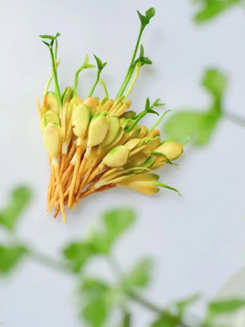 发芽的柚子籽何不水培一盆柚子呢