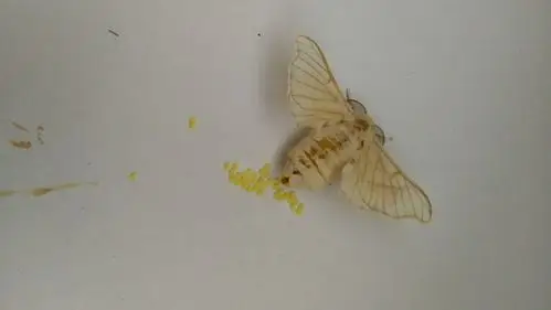 雌蛾在产卵,一颗颗黄黄的小小的像小芝麻.