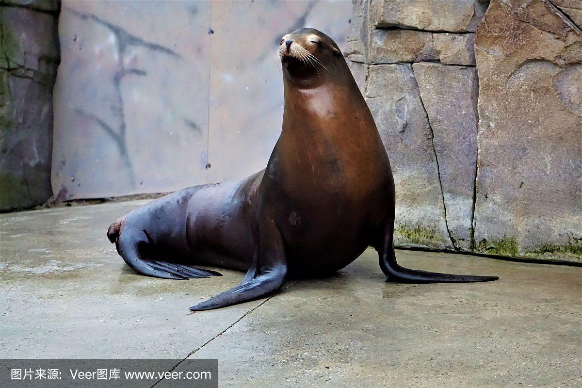 加利福尼亚海狮站着看着