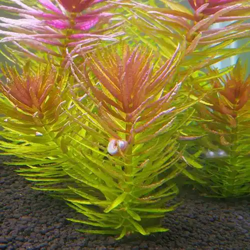 紫三角和紫百叶怎么区分啊 - 新手入门区 - cta南美水族