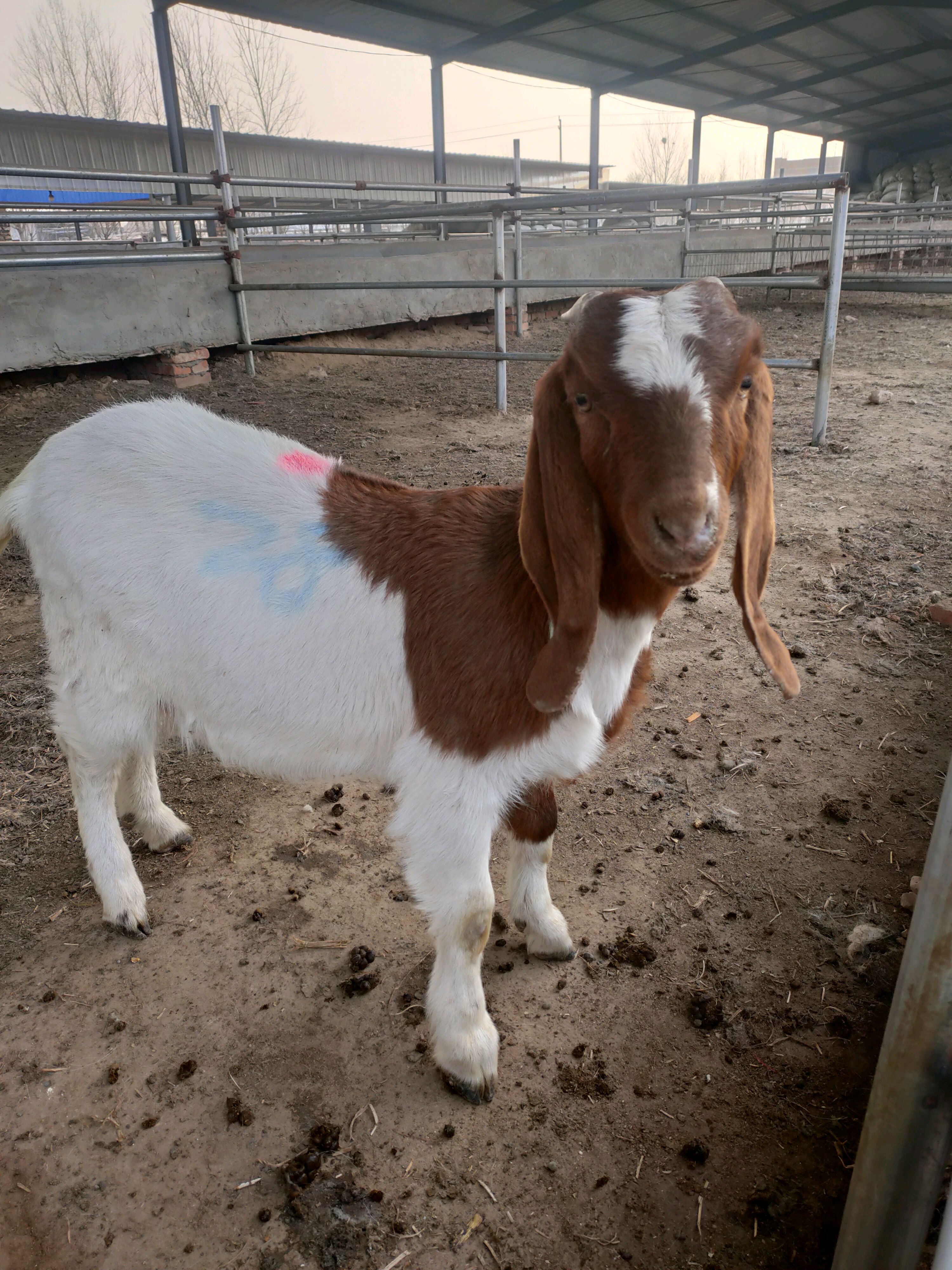 波尔山羊种羊,怀孕母羊,羊苗,红头大耳