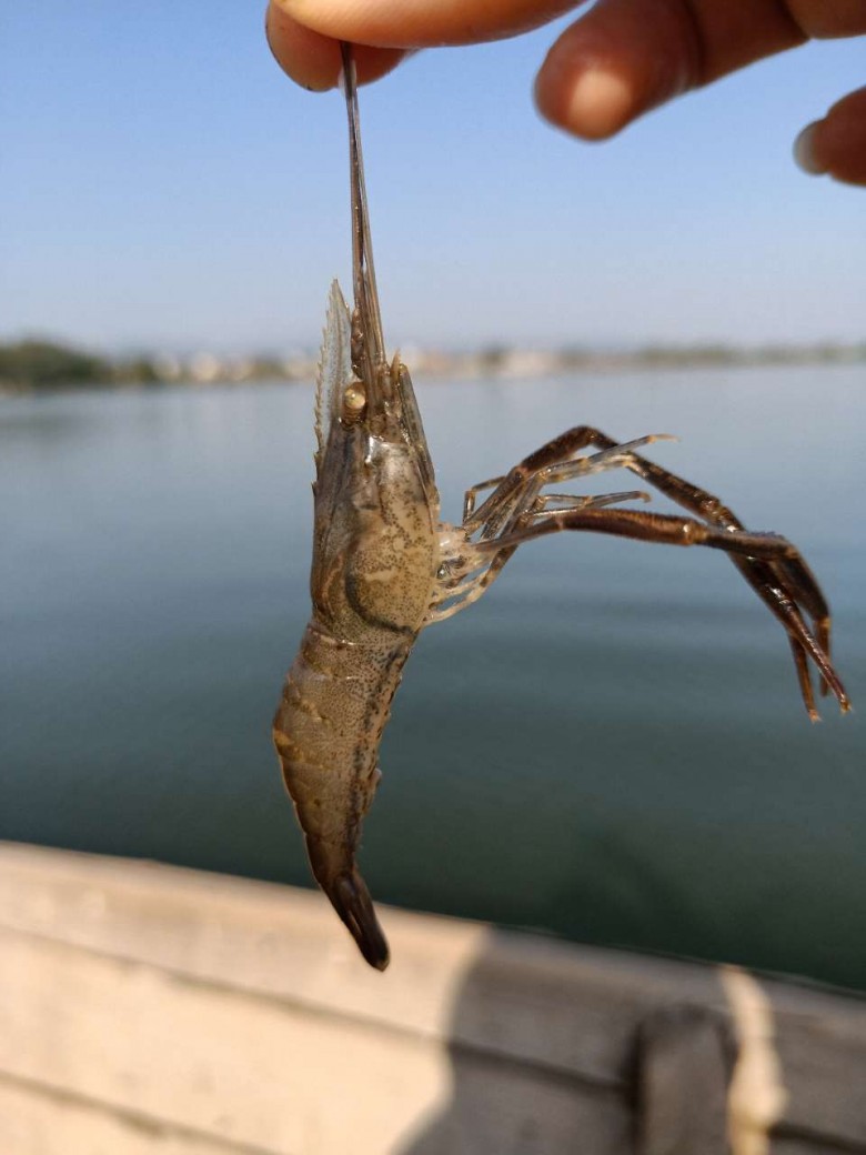 野生土虾60一斤