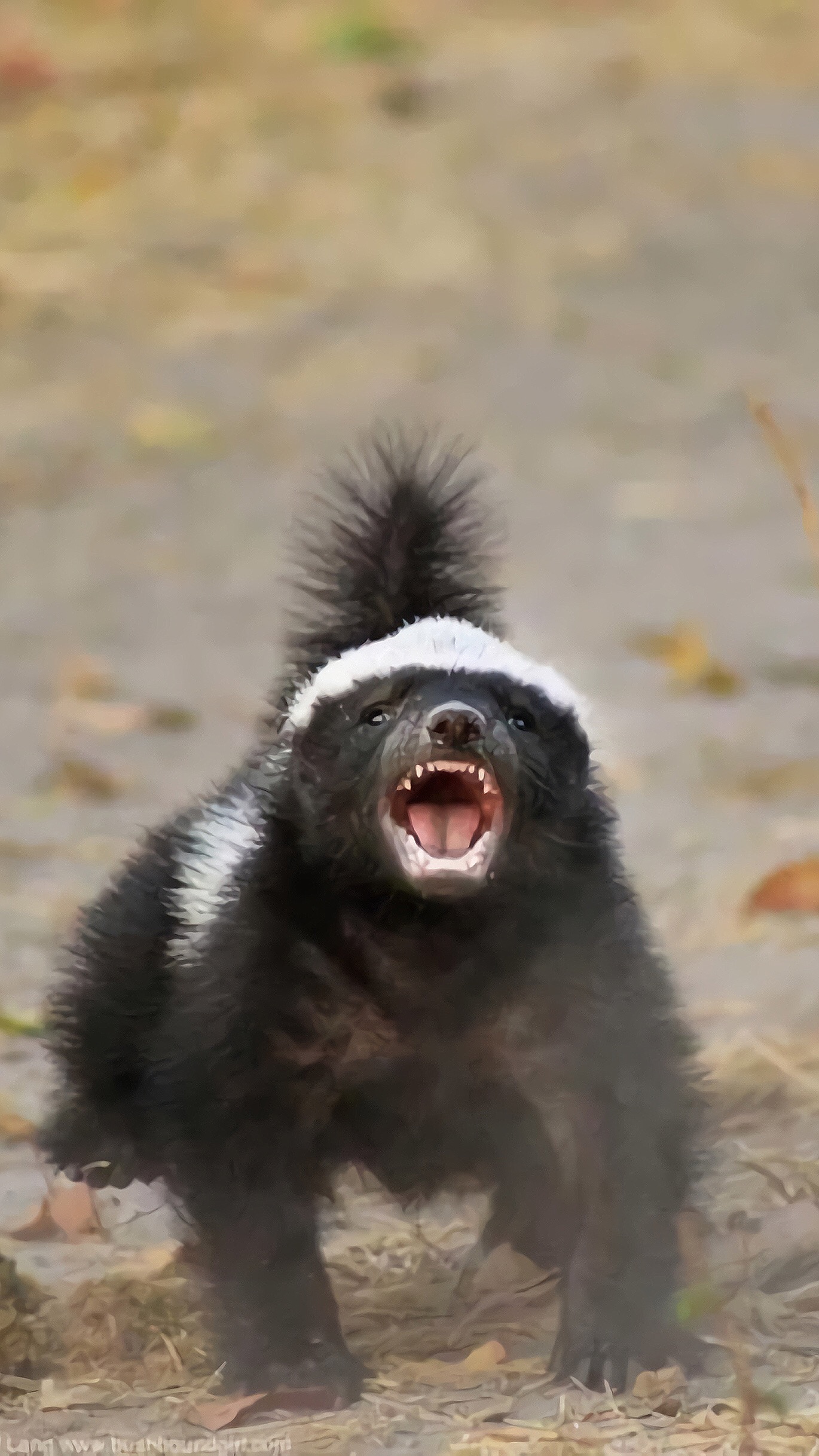 蜜獾05俗称平头哥1以世界上最无所畏惧的动物收录在吉尼斯