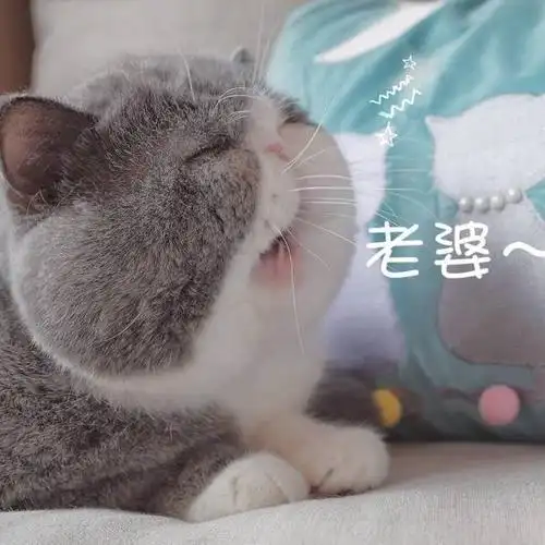 老婆呀表情包 - 日常表情包