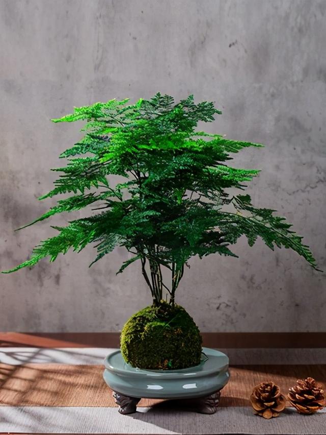 文竹盆景,枝干挺拔翠绿繁茂,轻松过冬(文竹盆景怎么修剪)_犇涌向乾