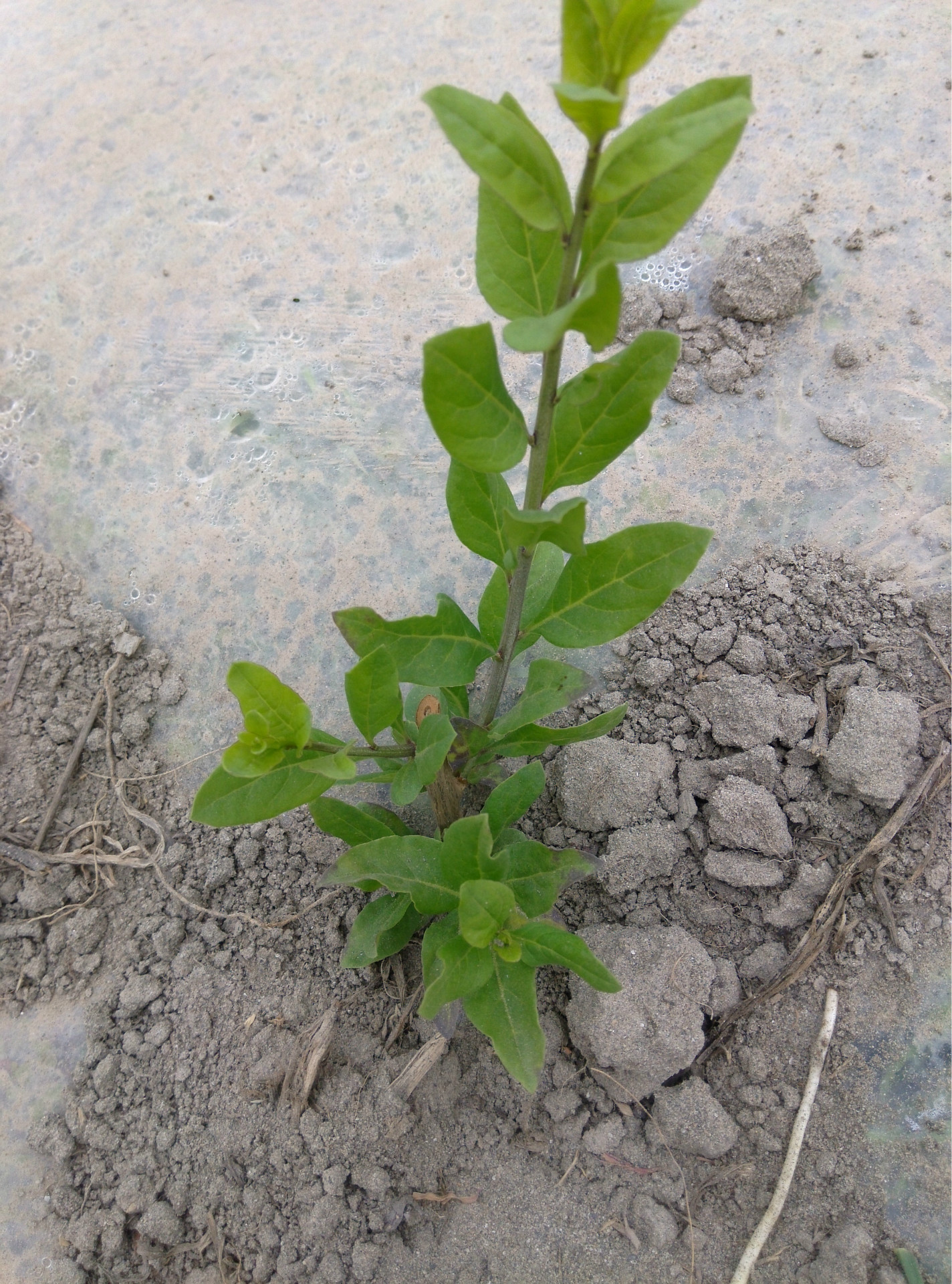 枸杞苗;韩国速生枸杞苗;大果粒枸杞,高产枸杞,红枸杞苗
