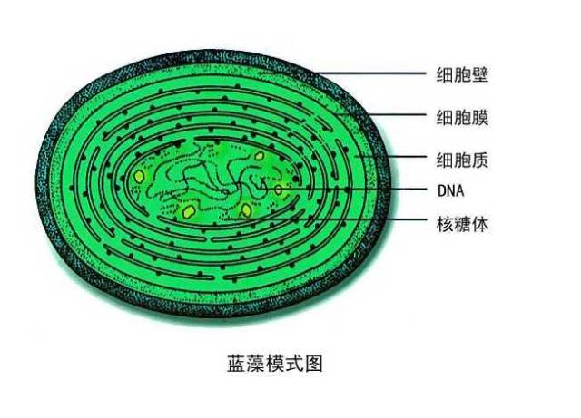 锚定:有叶绿素无叶绿体,能进行光合作用 有氧呼吸5.酵母菌