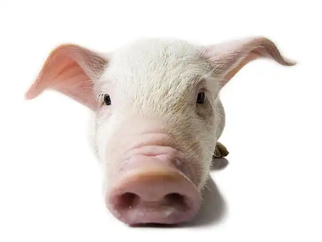 猪_脸_口鼻部_特写_高清图片_全景视觉