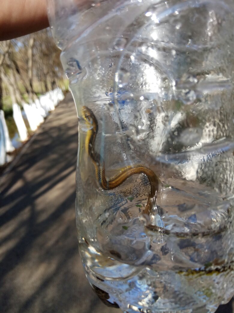 今天抓的一条小水蛇,这是什么蛇啊?该怎么养才对?