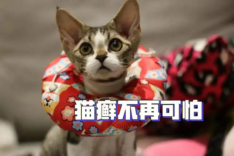 北美宠物超省居家治疗猫癣全记录