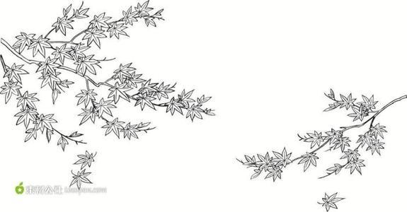 枫叶铅笔素描简笔画