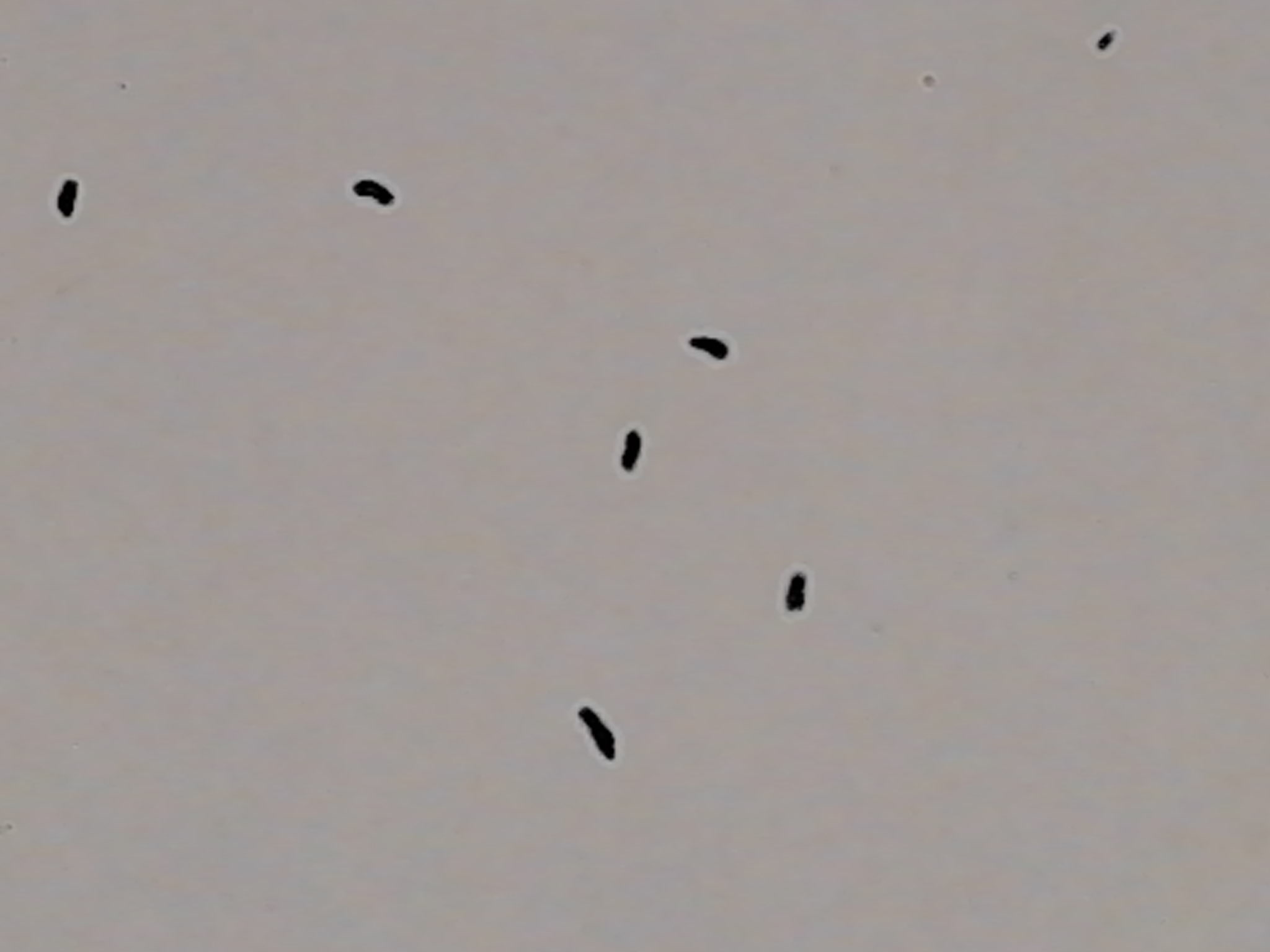 这是什么动物的屎?