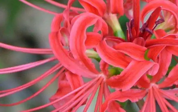 彼岸花的花期是什么时候