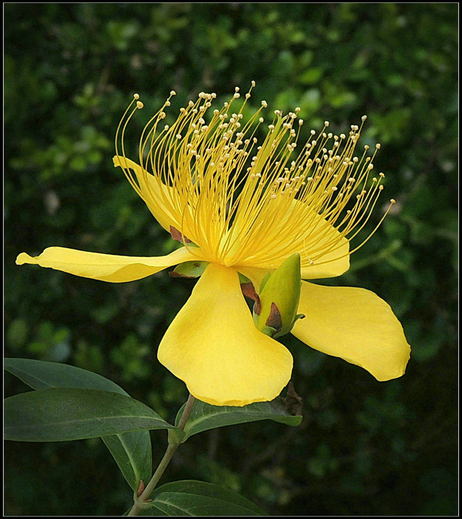形似桃花花色金黄的金丝桃