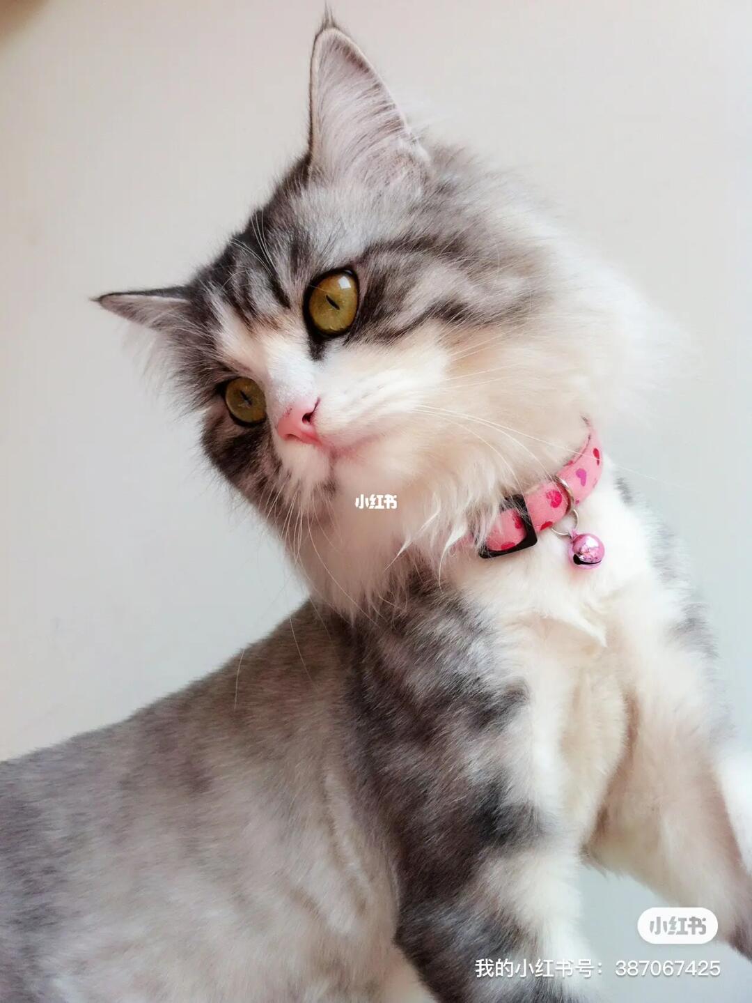 我家的主子金吉拉串串兄妹俩性格超好