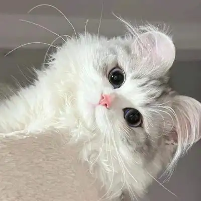 超可爱萌宠小动物头像高清图片 吸睛到了不起的动物头像大全