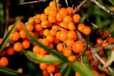 沙棘是一种什么植物 - 农村致富网