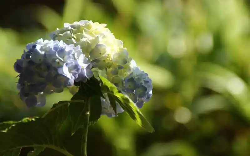 绿色养眼绣球花高清桌面壁纸,植物壁纸,唯美,小清新,花卉,植物,高清