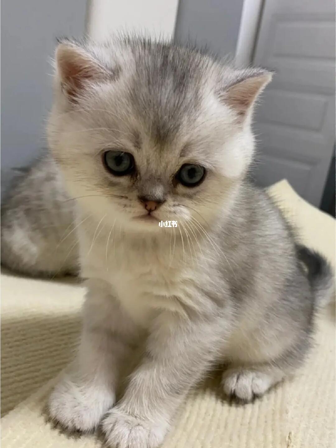 纯种英短银渐层幼猫,求带走