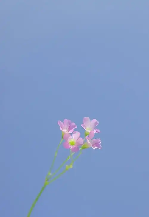蓝天背景   聚焦植物 (蓝系夏日)用来当聊天背景狠好看!求求uu!