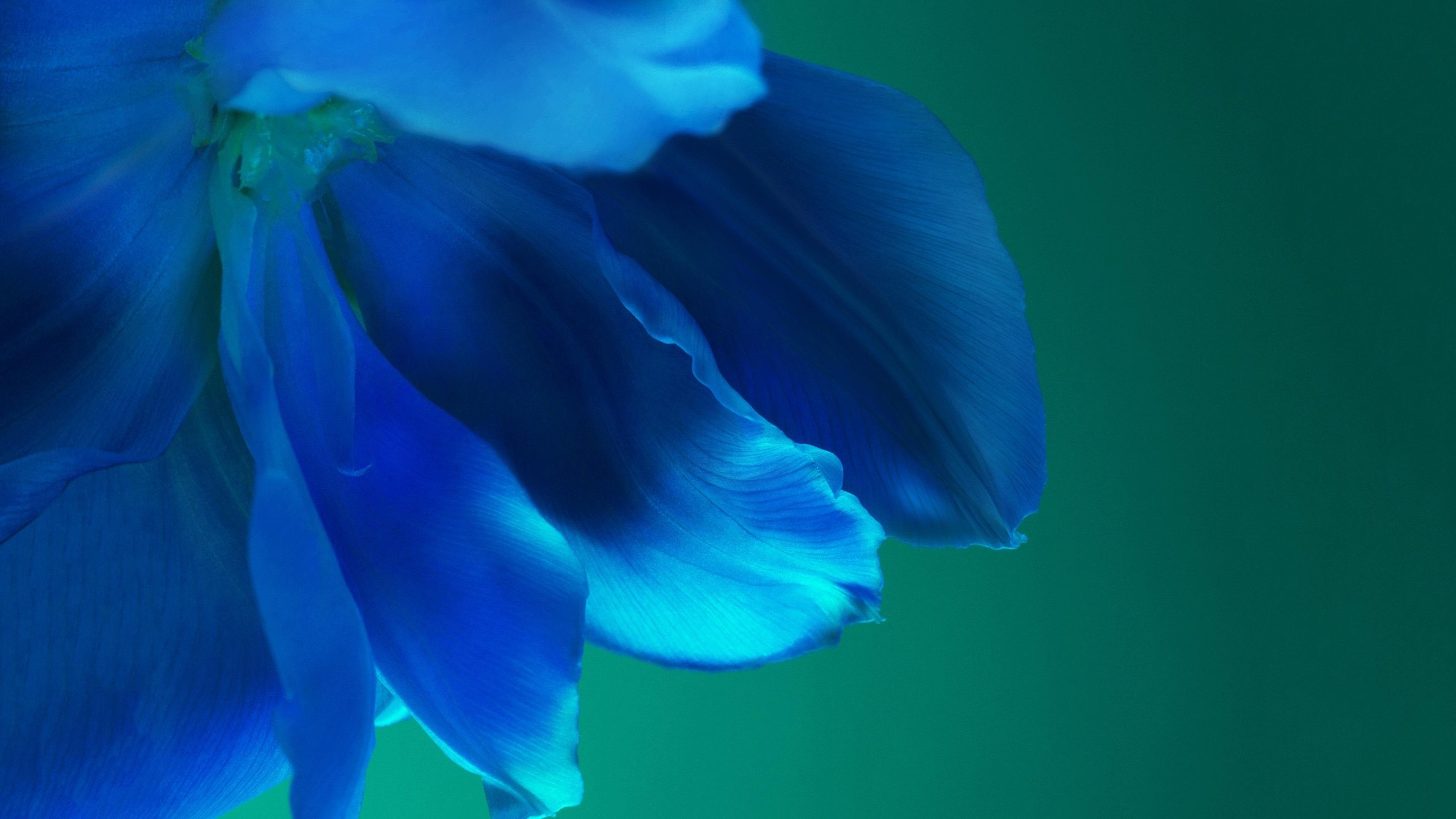 华为p40官方内置高清桌面壁纸