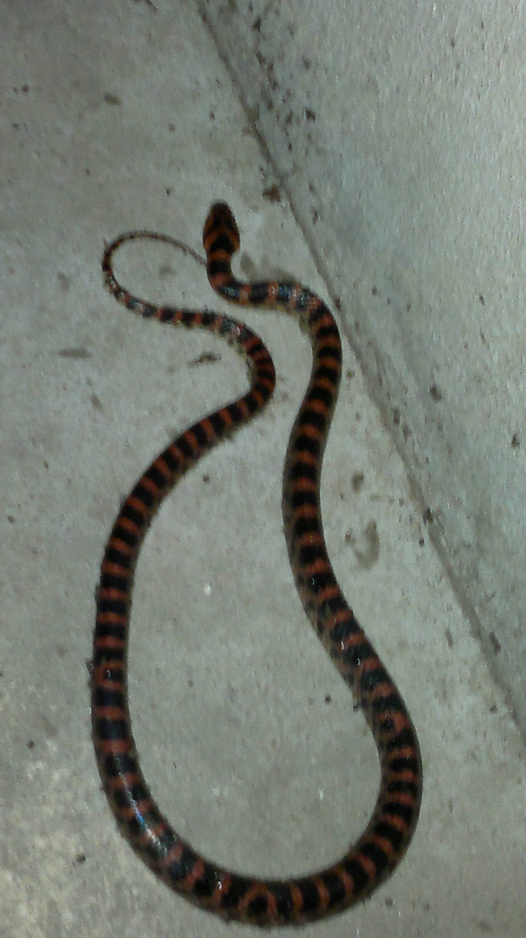 梦见老鼠杀了蛇 梦见杀了老鼠和蛇