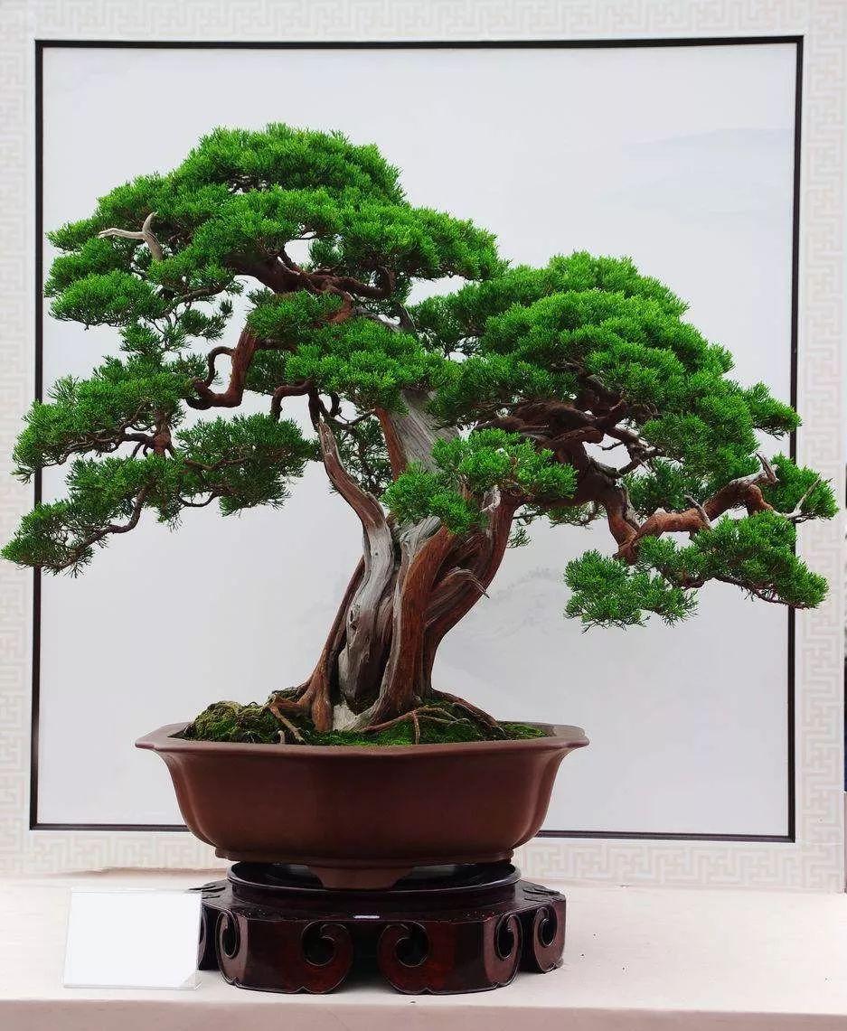 柏树盆景的造型前后