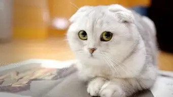 萌哒哒惹人爱的苏格兰折耳猫:是这个世界上最美丽的错误