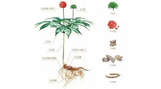 田三七的功效与作用