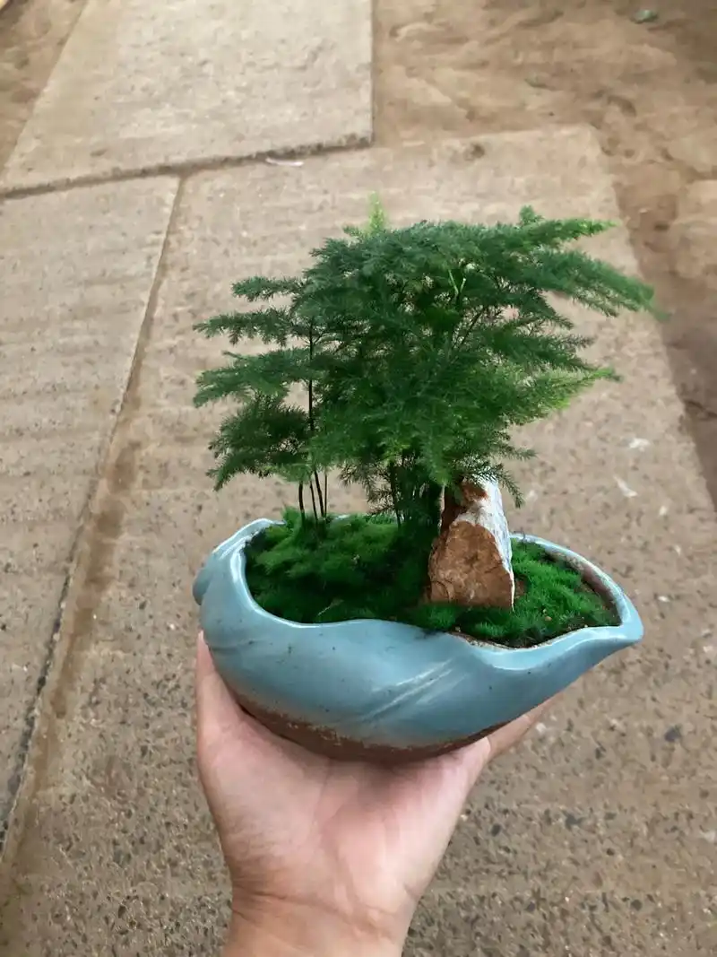 盆栽文竹.文竹要想养的好,须注意三点:1,避免强光,散光养殖 - 抖音