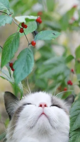 唯美意境,动物,清新,唯美,喵星人,动物,手机壁纸可爱猫咪户外呆萌瞬间