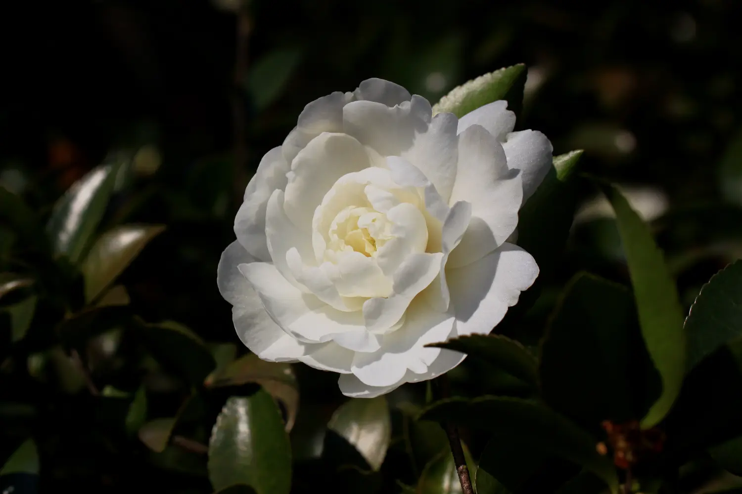 【茶梅 - 富士之峰】山茶科,山茶属