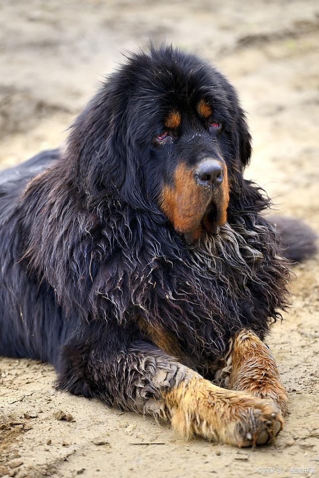 藏獒,又称"藏犬",是一种源自青藏高原地区的狗类,它长期在极端气候和