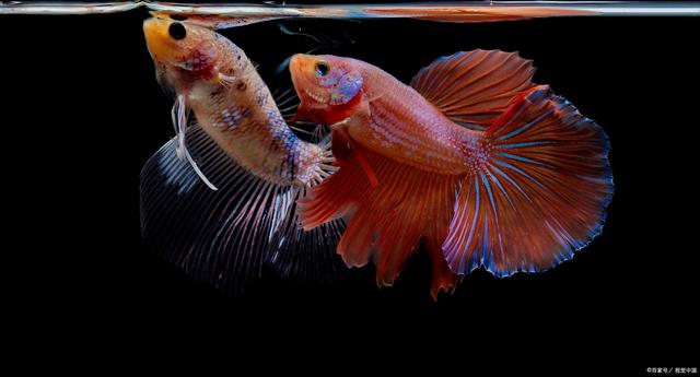中国斗鱼怎样分辨公母