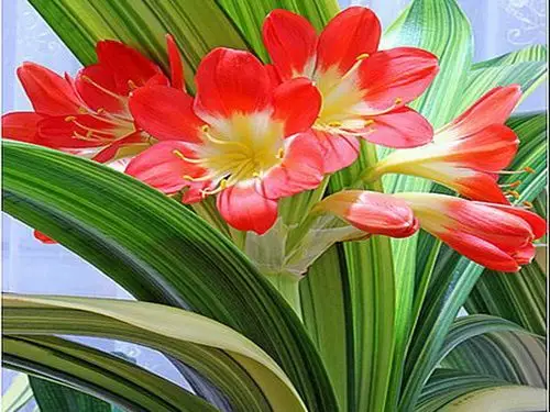 沼泽君子兰 (2014年8月19日星期二)