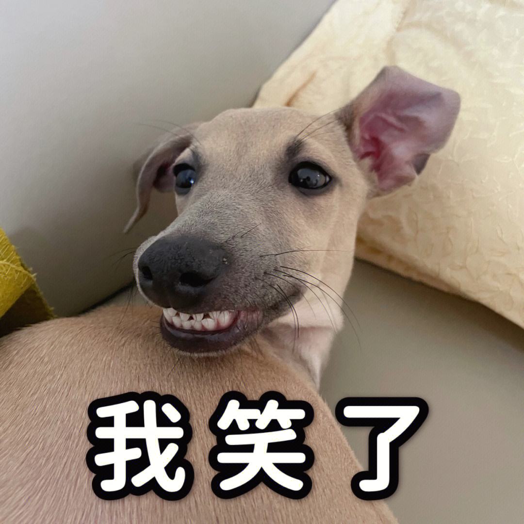 微信超实用表情包 斗图大全狗狗表情包 搞笑_柯基_网页_劲儿